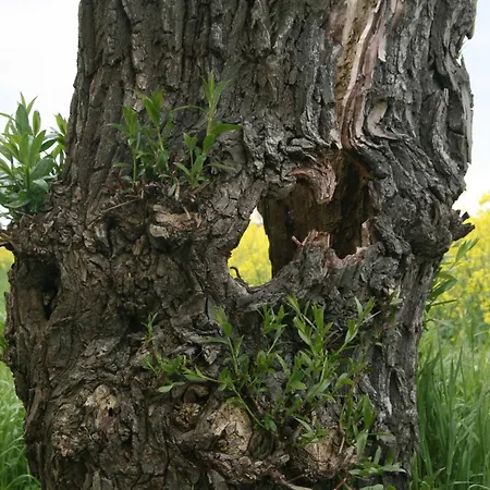 Homestay Garten-haus Blengow